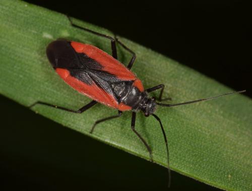 Dionconotus neglectus